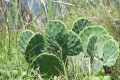 Opuntia tunoidea
