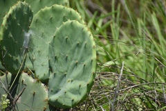 Opuntia tunoidea