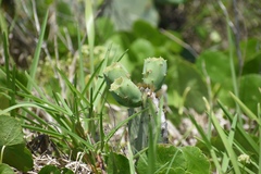 Opuntia tunoidea