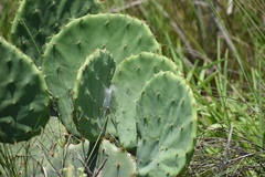 Opuntia tunoidea