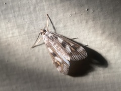 Parapoynx maculalis