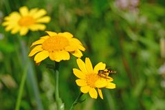 Sphaerophoria scripta