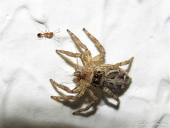 Plexippus paykulli