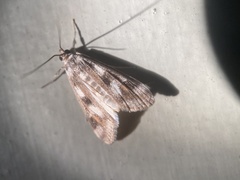 Parapoynx maculalis