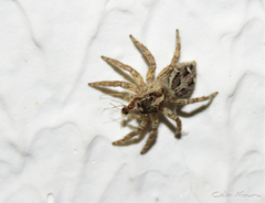 Plexippus paykulli