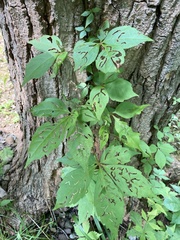 Dasineura parthenocissi