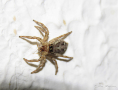 Plexippus paykulli