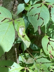 Dasineura parthenocissi