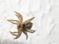 Plexippus paykulli