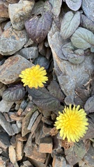 Crepis pygmaea