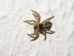 Plexippus paykulli