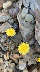 Crepis pygmaea