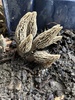 Woodchip Morel - Photo (c) Chris Hogue, some rights reserved (CC BY-NC), uploaded by Chris Hogue
