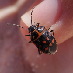 Eurydema herbacea