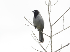 Schistochlamys melanopis