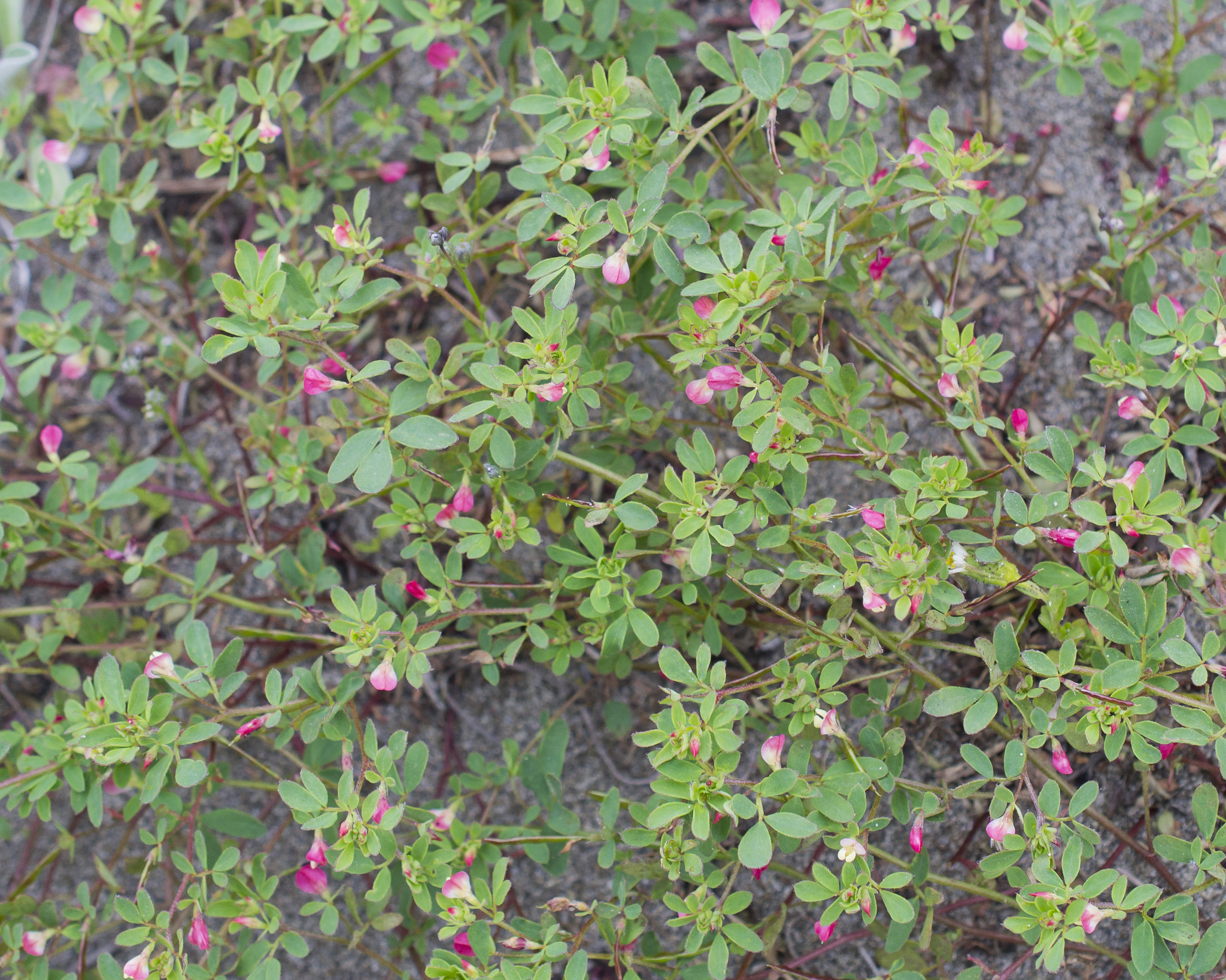 Acmispon parviflorus