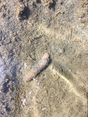 Leptosynapta clarki
