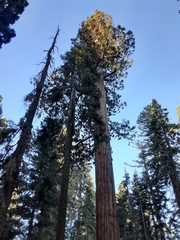 Sequoiadendron