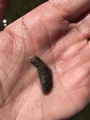 Leptosynapta clarki