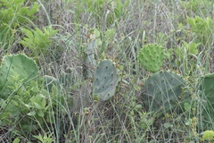 Opuntia tunoidea