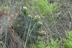 Opuntia tunoidea