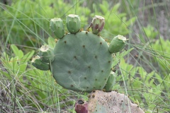 Opuntia tunoidea