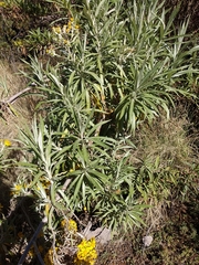 Senecio cinerarioides