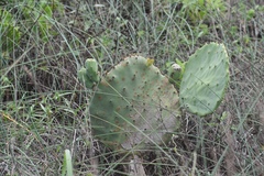 Opuntia tunoidea