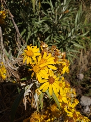 Senecio cinerarioides