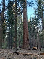 Sequoiadendron