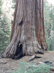 Sequoiadendron