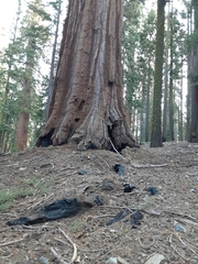 Sequoiadendron