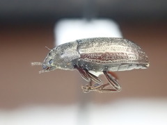 Blapstinus metallicus
