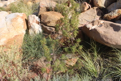 Pelargonium denticulatum