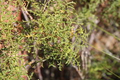 Pelargonium denticulatum