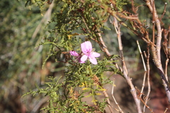 Pelargonium denticulatum
