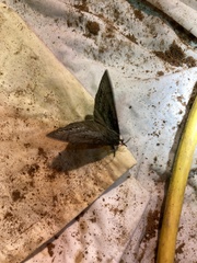 Gloveria arizonensis