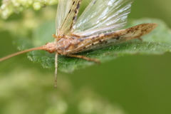 Limnephilus flavicornis