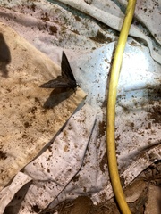 Gloveria arizonensis