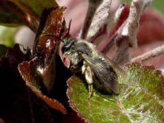 Andrena frigida