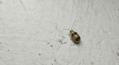 Monolepta bifasciata