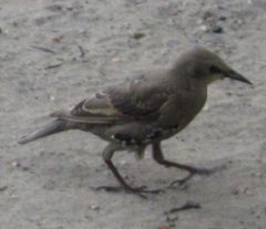 Sturnus vulgaris