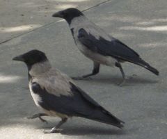 Corvus cornix