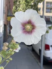 Alcea rosea