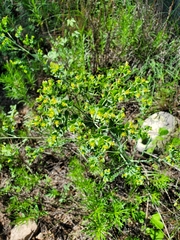 Euphorbia chamaesula