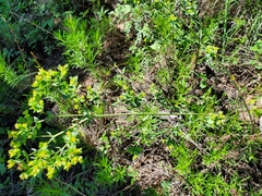Euphorbia chamaesula
