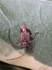 Exocentrus punctipennis