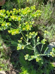 Euphorbia chamaesula