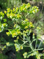 Euphorbia chamaesula