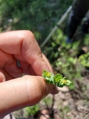 Euphorbia chamaesula